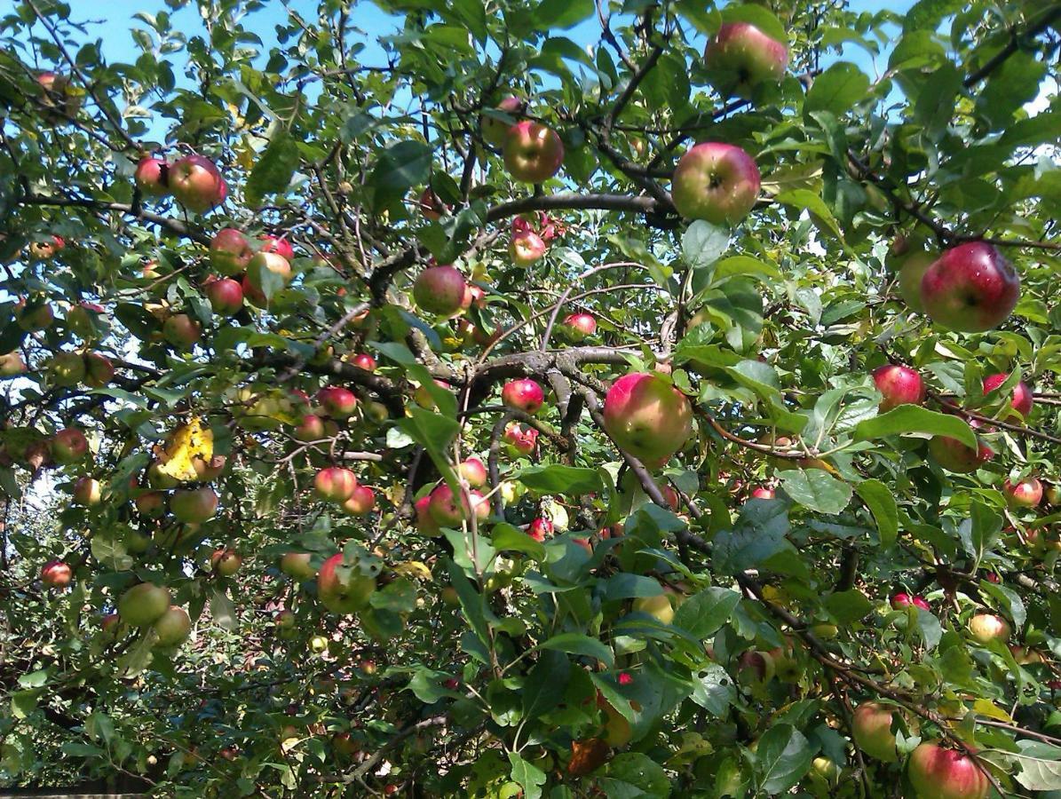 Apple Tree Διαμέρισμα Ζάγκρεμπ Εξωτερικό φωτογραφία